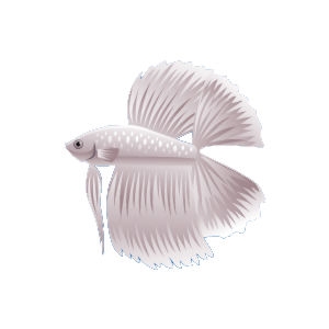 White Doubletail Betta